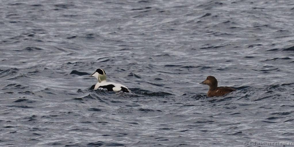 ENE-20090503-0327.jpg - [nl] Eidereenden ( Somateria mollissima ) | Lofoten, Noorwegen[en] Common Eiders ( Somateria mollissima ) | Lofoten, Norway